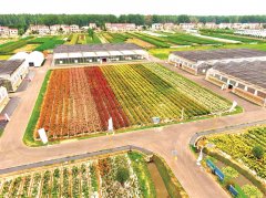 肯定有市场”……阿婆们